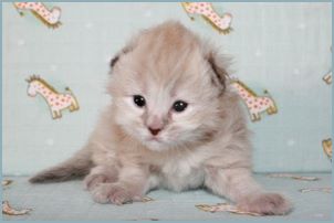 Female Siberian Kitten from Deedlebug Siberians